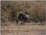 (P:\Africa\VideoStills) Dn-a1324.jpg (1/1) (89 K)