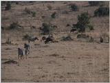 (P:\Africa\VideoStills) Dn-a1326.jpg (1/1) (90 K)