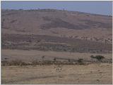 (P:\Africa\VideoStills) Dn-a1327.jpg (Zebras)