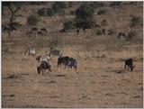 (P:\Africa\VideoStills) Dn-a1328.jpg (1/1) (95 K)