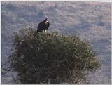 (P:\Africa\VideoStills) Dn-a1329.jpg (African White-backed Vulture)