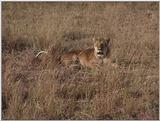 (P:\Africa\VideoStills) Dn-a1330.jpg (1/1) (91 K)