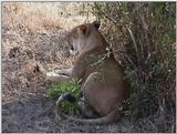 (P:\Africa\VideoStills) Dn-a1331.jpg (1/1) (92 K)