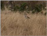 (P:\Africa\VideoStills) Dn-a1334.jpg (Secretary Bird, Sagittarius serpentarius)