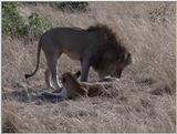 (P:\Africa\VideoStills) Dn-a1335.jpg (1/1) (89 K)