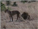 (P:\Africa\VideoStills) Dn-a1336.jpg (1/1) (87 K)