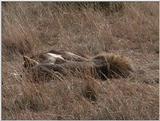 (P:\Africa\VideoStills) Dn-a1337.jpg (1/1) (91 K)
