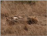 (P:\Africa\VideoStills) Dn-a1338.jpg (1/1) (91 K)