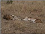 (P:\Africa\VideoStills) Dn-a1339.jpg (1/1) (92 K)