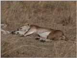 (P:\Africa\VideoStills) Dn-a1340.jpg (1/1) (90 K)