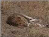 (P:\Africa\VideoStills) Dn-a1341.jpg (1/1) (92 K)