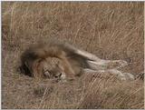 (P:\Africa\VideoStills) Dn-a1342.jpg (1/1) (87 K)