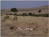 (P:\Africa\VideoStills) Dn-a1343.jpg (1/1) (91 K)