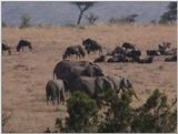 (P:\Africa\VideoStills) Dn-a1344.jpg (1/1) (93 K)