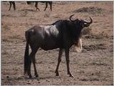 (P:\Africa\VideoStills) Dn-a1345.jpg (1/1) (90 K)