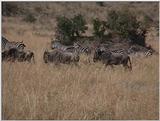 (P:\Africa\VideoStills) Dn-a1346.jpg (1/1) (92 K)