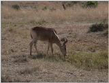 (P:\Africa\VideoStills) Dn-a1348.jpg (Topi)