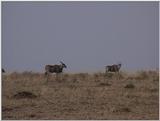 (P:\Africa\VideoStills) Dn-a1349.jpg (Topis)