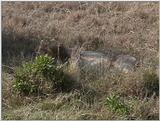 (P:\Africa\VideoStills) Dn-a1350.jpg (1/1) (89 K)