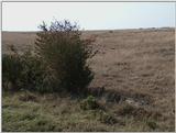 (P:\Africa\VideoStills) Dn-a1351.jpg (lion bush)