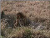 (P:\Africa\VideoStills) Dn-a1353.jpg (1/1) (92 K)