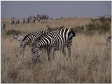 (P:\Africa\VideoStills) Dn-a1354.jpg (1/1) (95 K)
