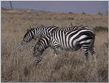 (P:\Africa\VideoStills) Dn-a1355.jpg (1/1) (86 K)
