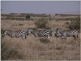 (P:\Africa\VideoStills) Dn-a1356.jpg (1/1) (89 K)