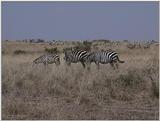 (P:\Africa\VideoStills) Dn-a1358.jpg (1/1) (89 K)