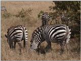 (P:\Africa\VideoStills) Dn-a1359.jpg (1/1) (91 K)