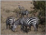 (P:\Africa\VideoStills) Dn-a1360.jpg (1/1) (90 K)
