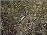 (P:\Africa\VideoStills) Dn-a1361.jpg (Zebra)