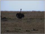 (P:\Africa\VideoStills) Dn-a1363.jpg (1/1) (88 K)
