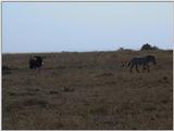 (P:\Africa\VideoStills) Dn-a1364.jpg (1/1) (90 K)