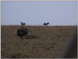 (P:\Africa\VideoStills) Dn-a1366.jpg (1/1) (83 K)