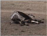 (P:\Africa\VideoStills) Dn-a1368.jpg (dead body)