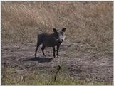 (P:\Africa\VideoStills) Dn-a1369.jpg (Warthog)