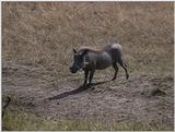 (P:\Africa\VideoStills) Dn-a1370.jpg (1/1) (90 K)
