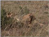 (P:\Africa\VideoStills) Dn-a1372.jpg (1/1) (88 K)