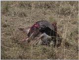 (P:\Africa\VideoStills) Dn-a1373.jpg (1/1) (90 K)