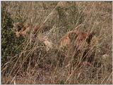 (P:\Africa\VideoStills) Dn-a1374.jpg (1/1) (87 K)