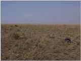 (P:\Africa\VideoStills) Dn-a1375.jpg (1/1) (91 K)