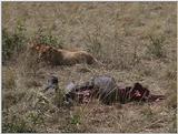(P:\Africa\VideoStills) Dn-a1376.jpg (1/1) (92 K)