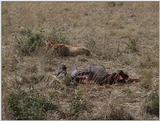 (P:\Africa\VideoStills) Dn-a1377.jpg (1/1) (88 K)