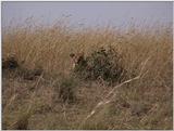 (P:\Africa\VideoStills) Dn-a1378.jpg (1/1) (89 K)