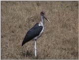 (P:\Africa\VideoStills) Dn-a1379.jpg (Marabou Stork)