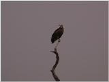 (P:\Africa\VideoStills) Dn-a1381.jpg (African White-backed Vulture)