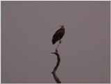 (P:\Africa\VideoStills) Dn-a1381.jpg (African White-backed Vulture)