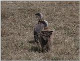 (P:\Africa\VideoStills) Dn-a1382.jpg (African White-backed Vultures)