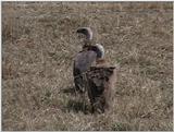 (P:\Africa\VideoStills) Dn-a1382.jpg (African White-backed Vultures)